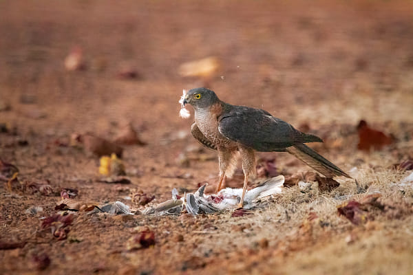 Djili-djili by Paul Amyes on 500px.com