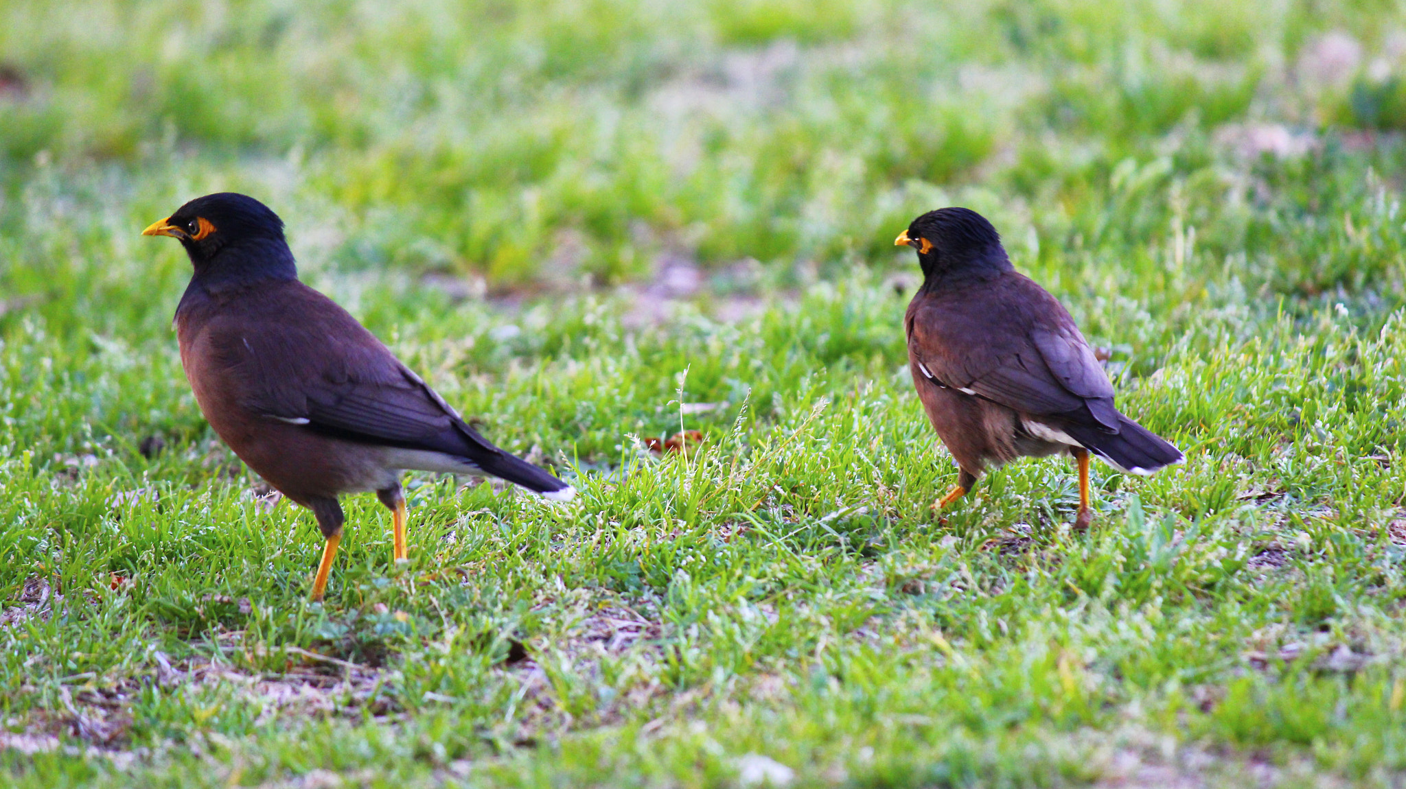 Twin Common Mynas on Sunlit Grass