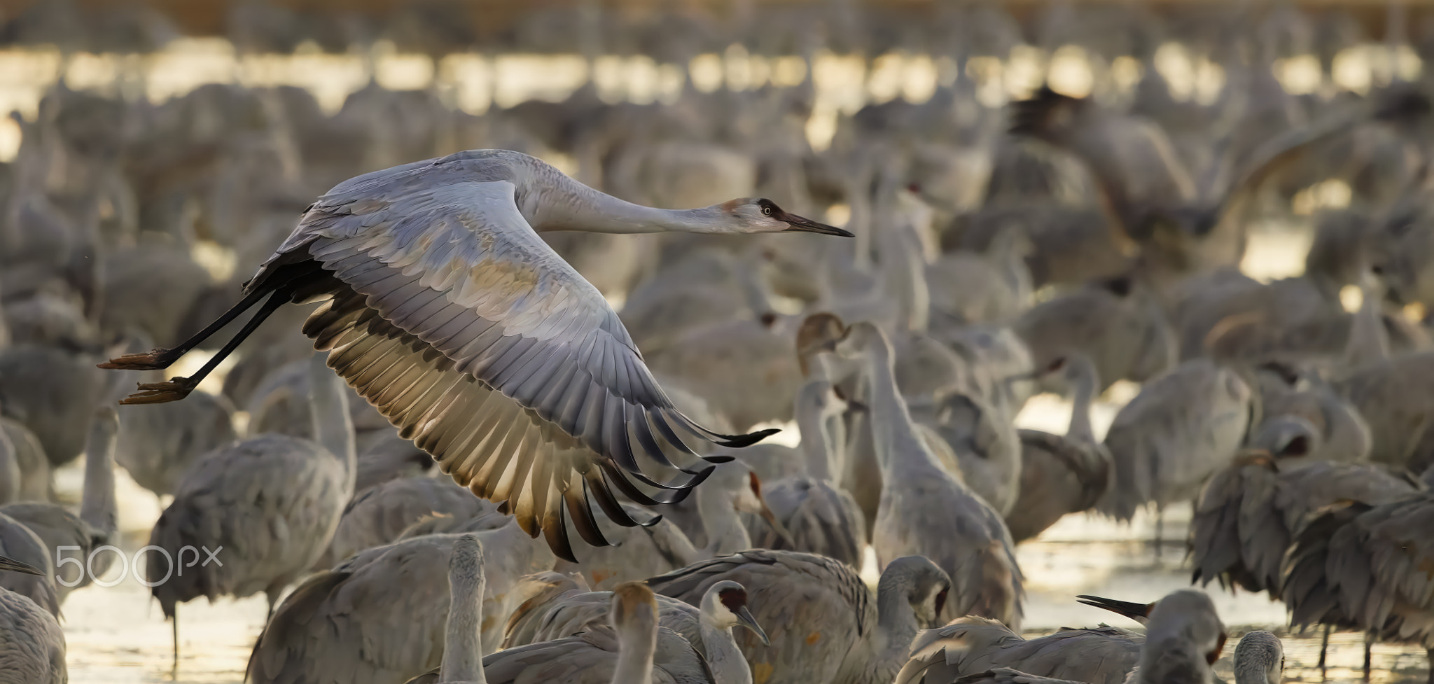 Sandhill Cranes by Frank Dobrushken | 500px