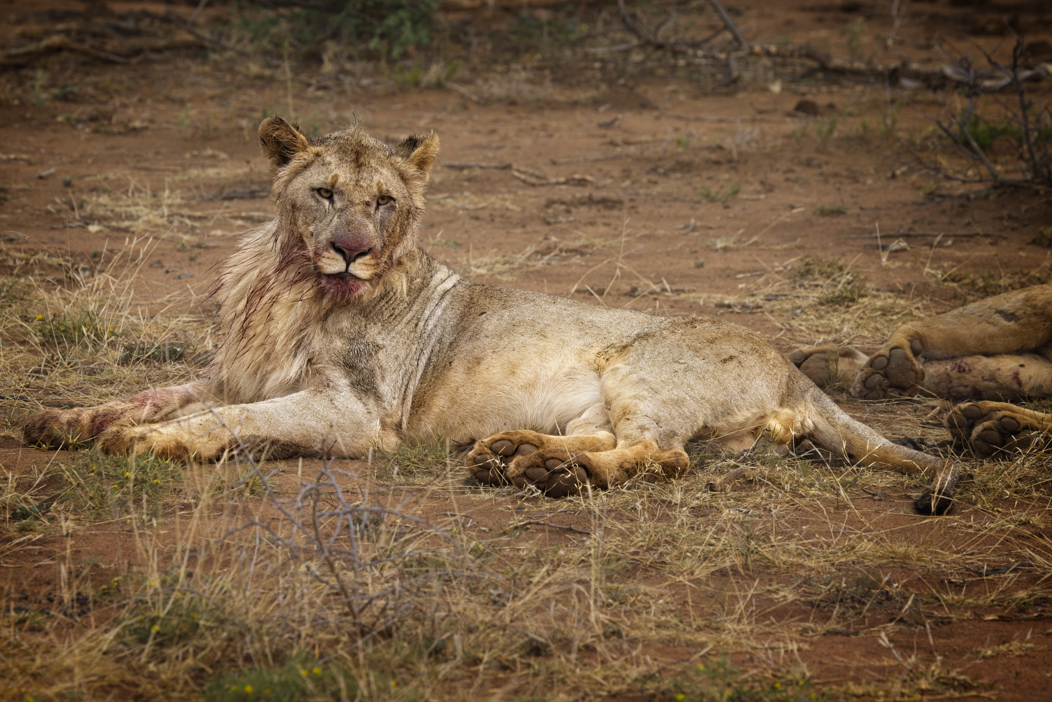 Lion