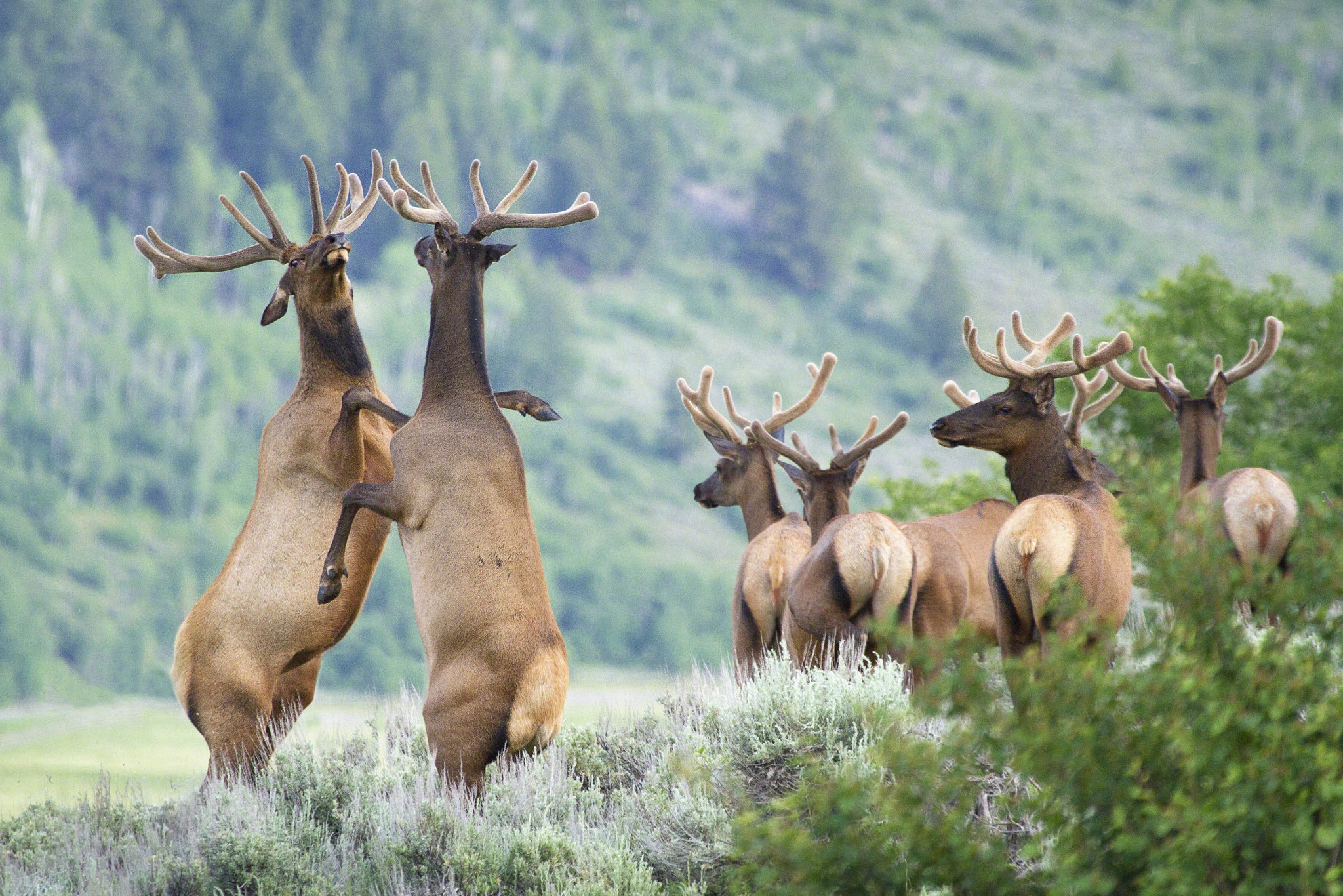 Elk Bulls Sparring