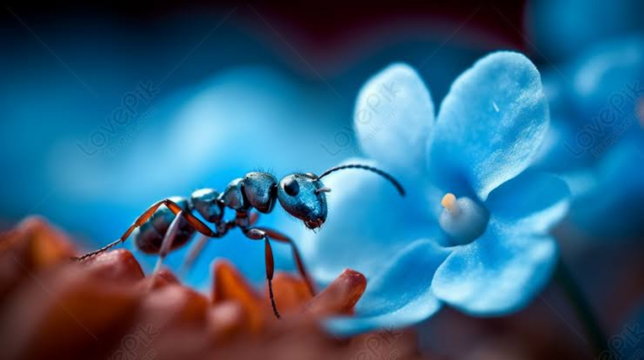 Close-up of insect on flower