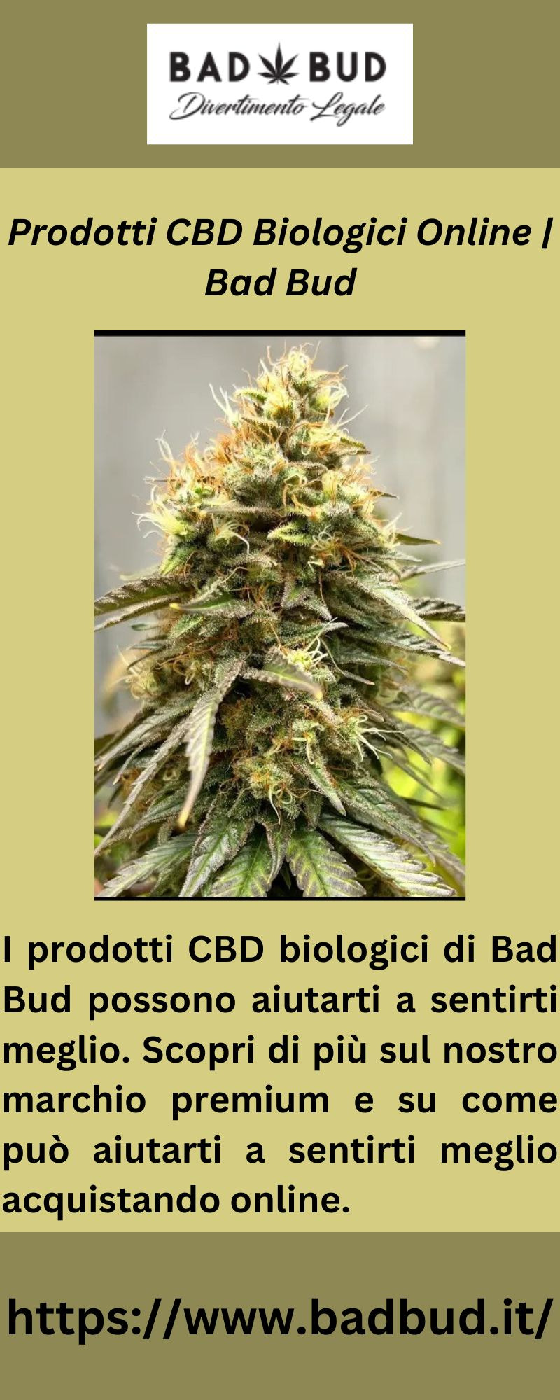 Prodotti CBD Biologici Online | Bad Bud