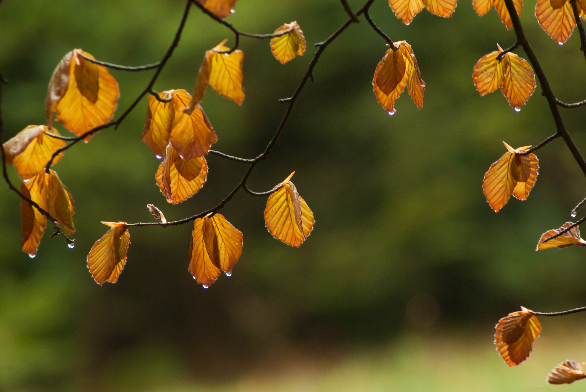 Pentax K10D sample photo. Unfolding beech leaves freshness photography