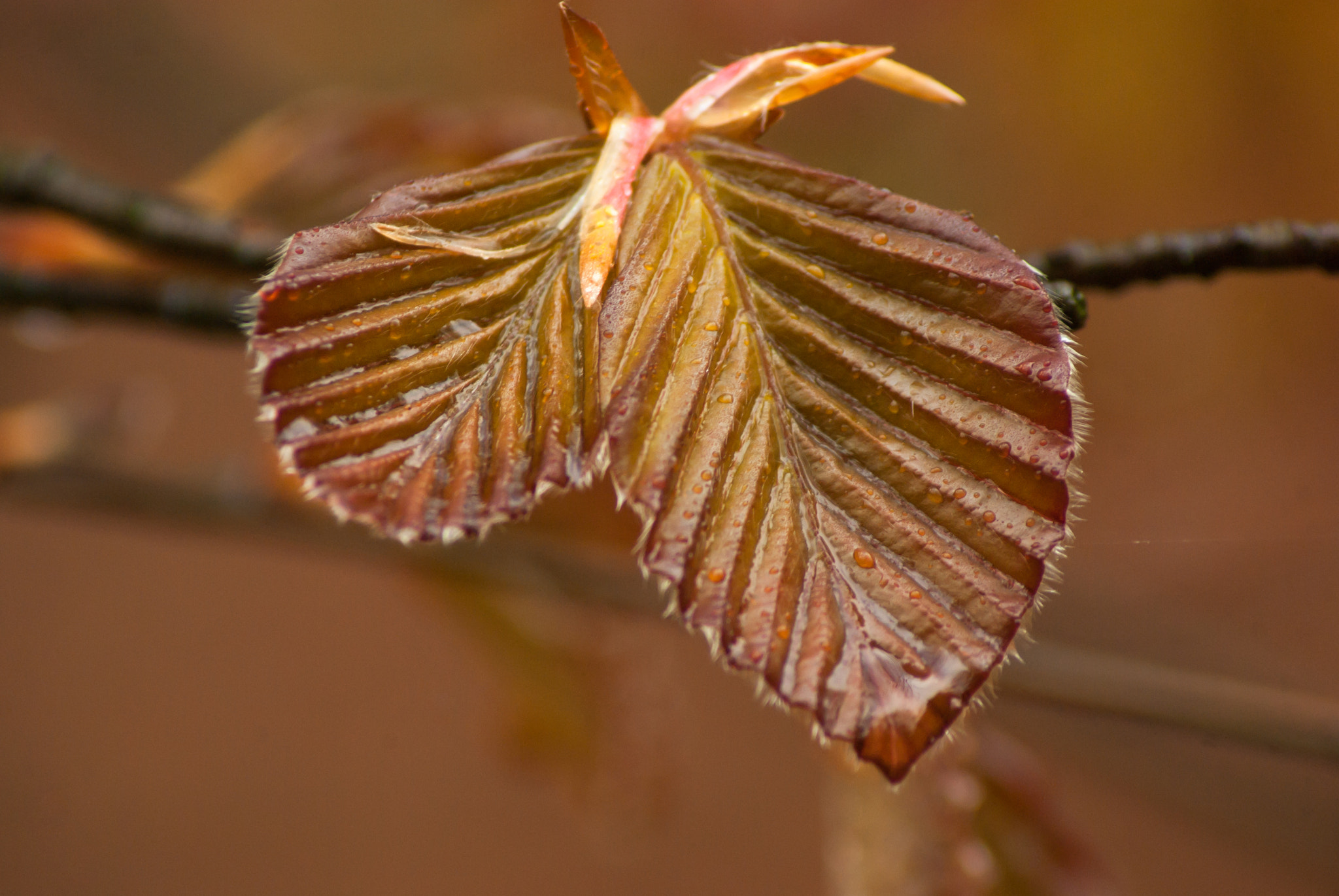 Pentax K10D sample photo. Unfolding beech leaves photography
