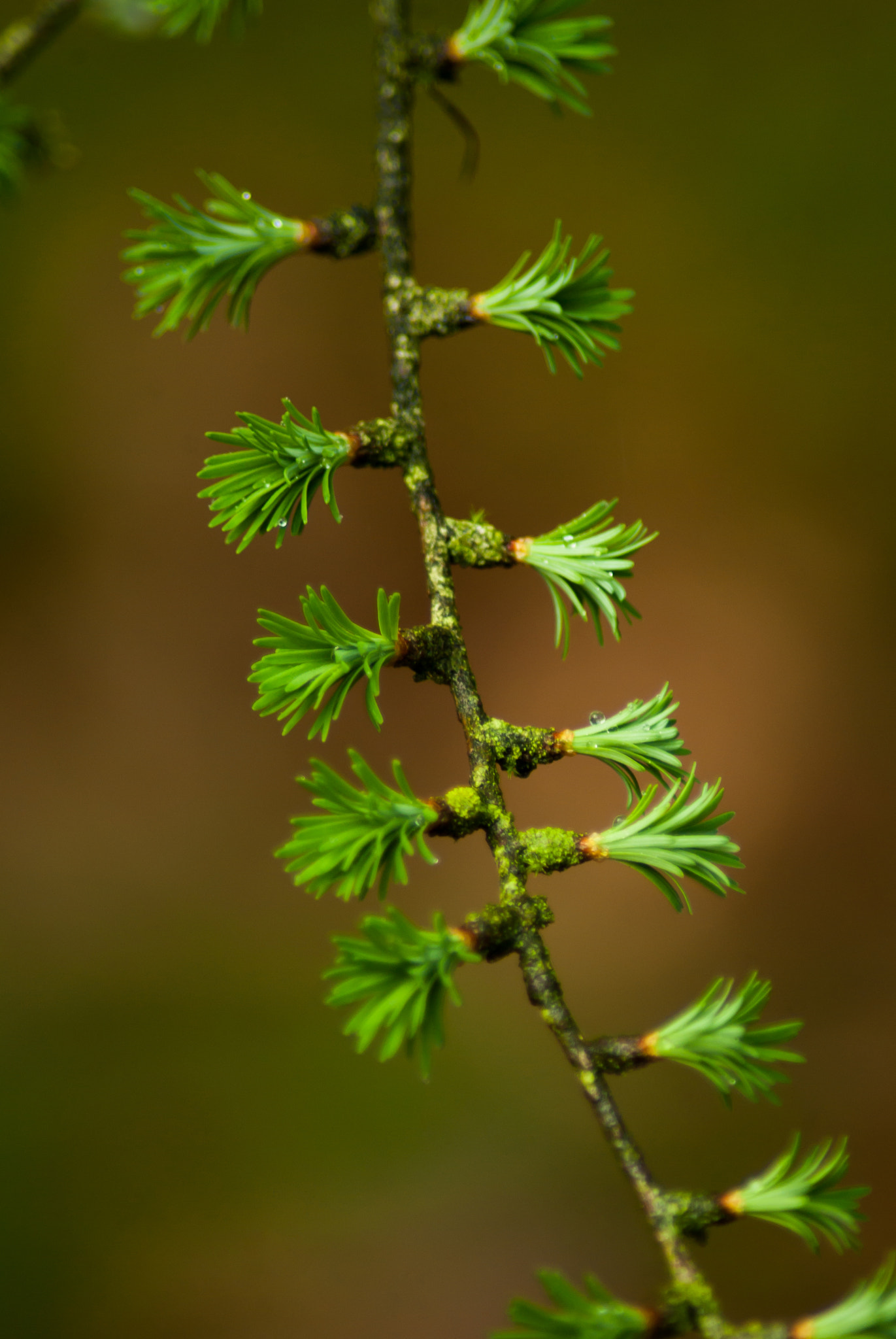 Pentax K10D sample photo. Branch with unfolding larch buds photography