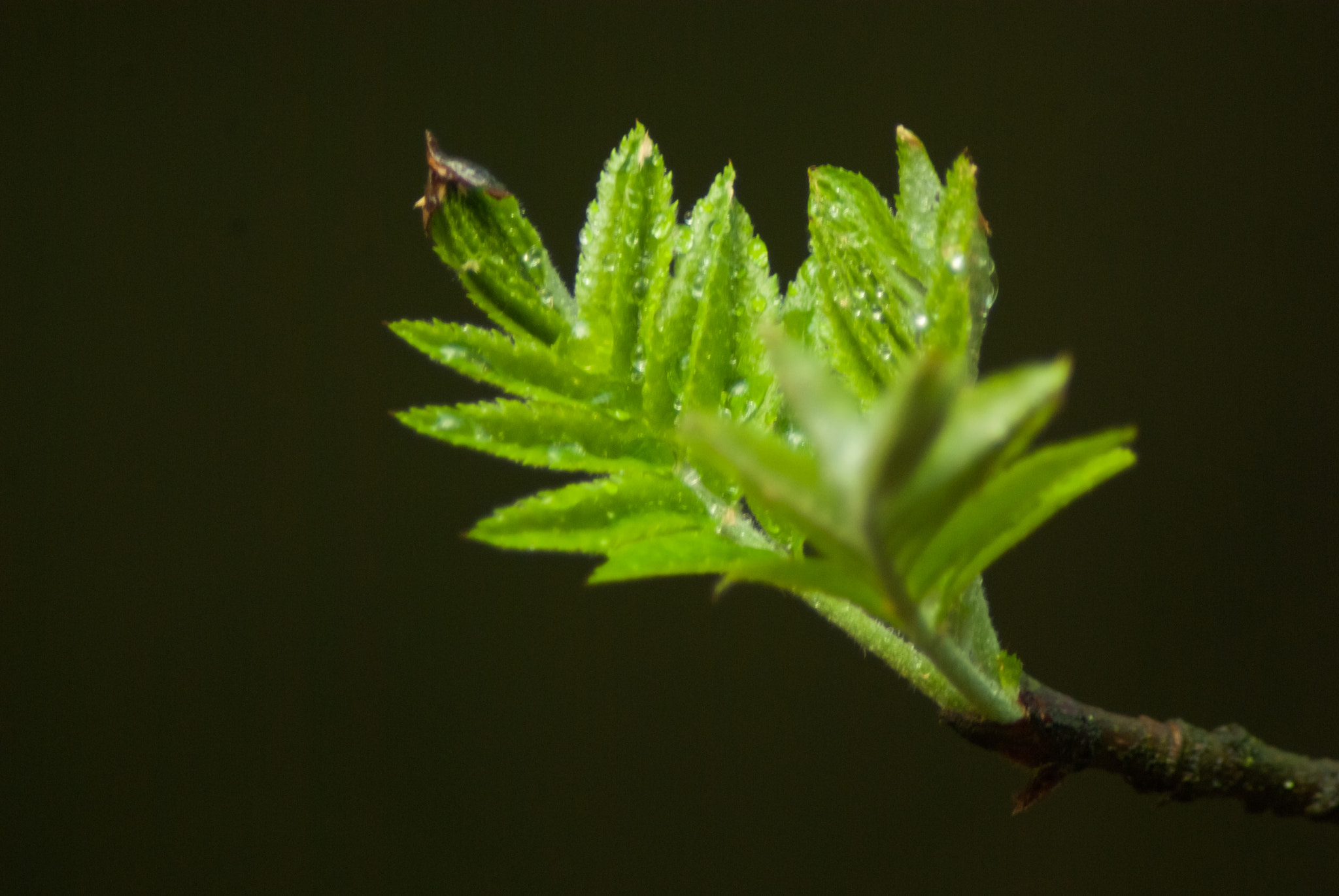 Pentax K10D sample photo. Budding leaves of the rowan tree photography