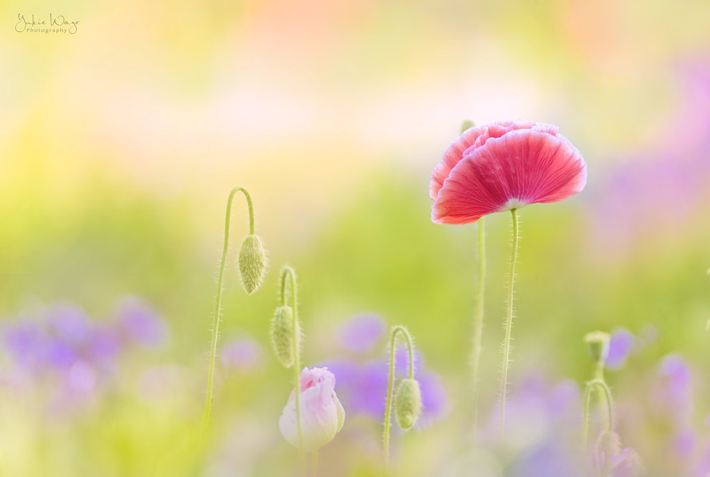 *** by Yukie Wago on 500px.com