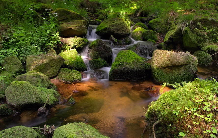 forest stream