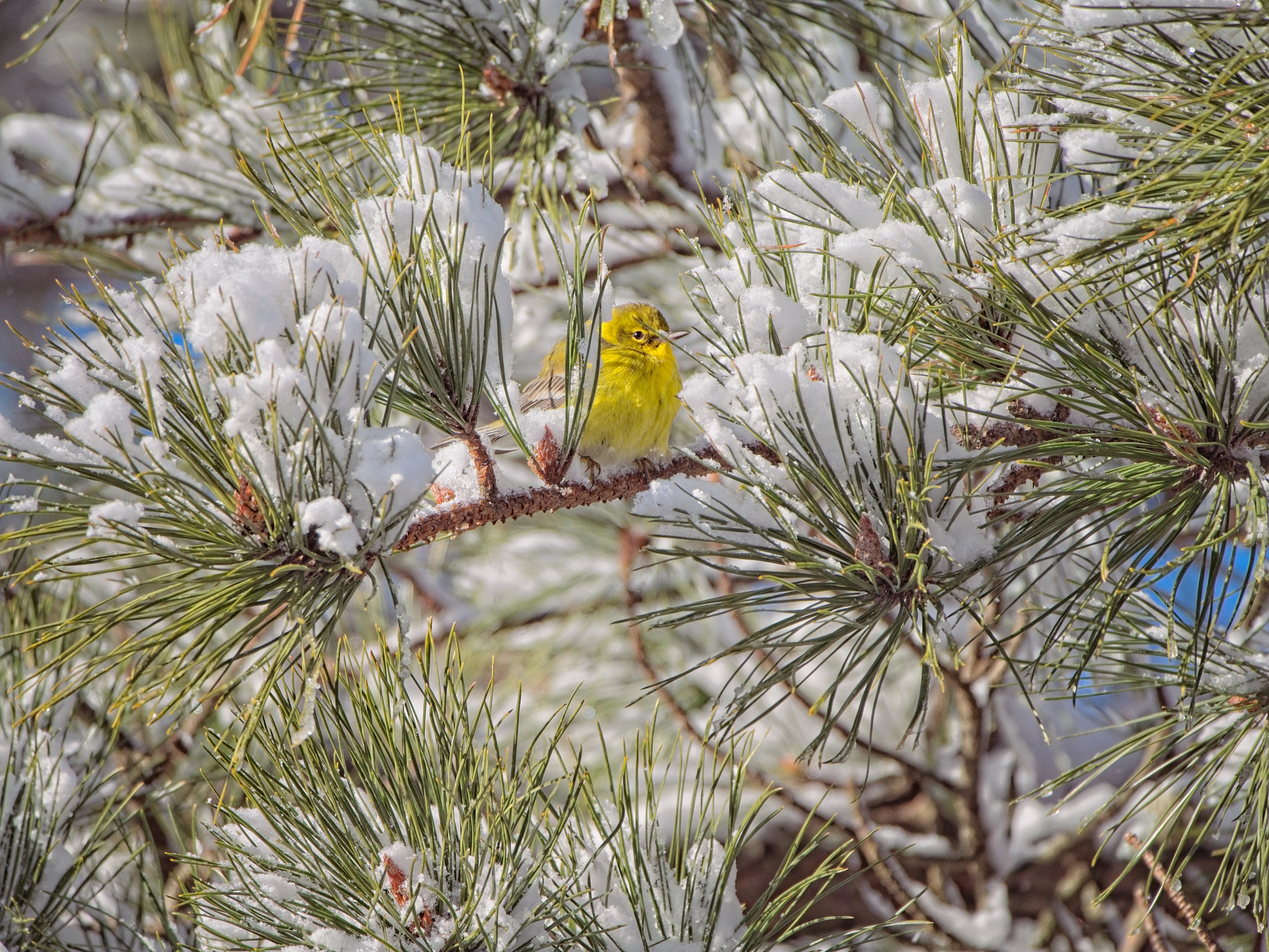 v2?sig=18362aa97f99e205e46547660d658924f1dc61c3fe1c9e7702fb449d257c260e