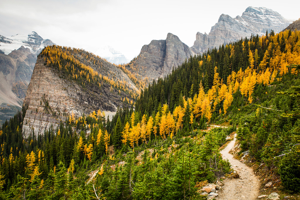 Alpine larch trees & Big Beehive, Alberta by Adam Foster on 500px.com