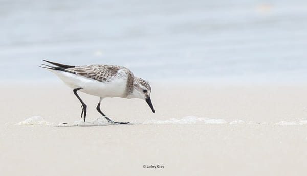 a closer look...froth and bubble