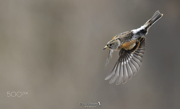 Mr Brambling diving