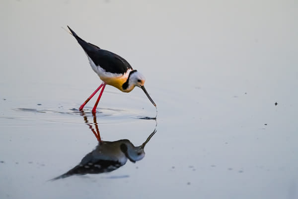 Pied stilt 