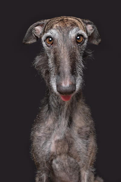 Arry the cheeky Galgo