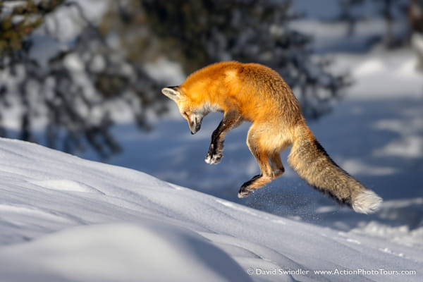 Fox in Action