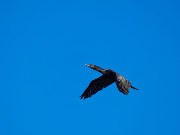 Koordjokit by Paul Amyes on 500px.com