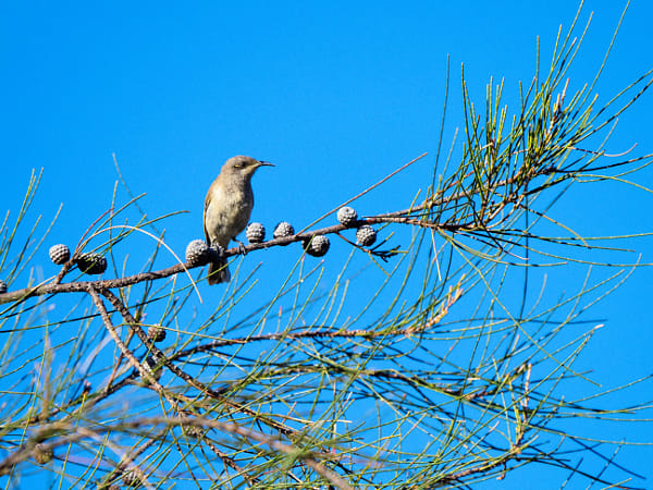 Djindjokoor by Paul Amyes on 500px.com