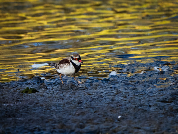 Nidoolyorong by Paul Amyes on 500px.com