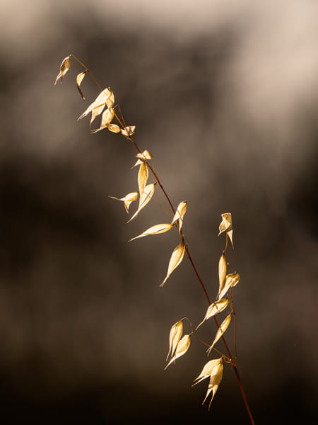 Grass Seeds by Paul Amyes on 500px.com