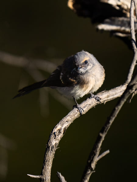 Kadjinak by Paul Amyes on 500px.com