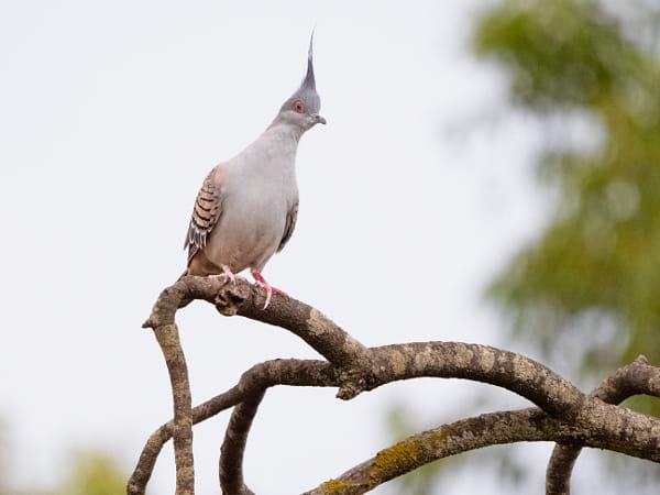 Kakara by Paul Amyes on 500px.com