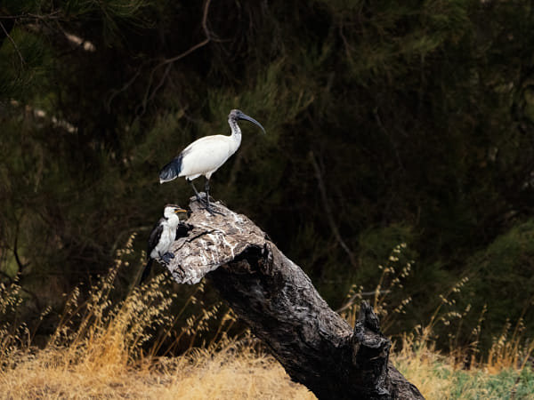 Kakak and Ngalkaning by Paul Amyes on 500px.com