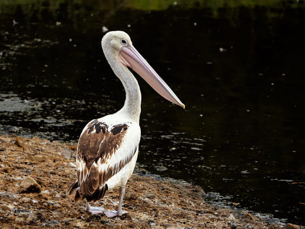 Boodalang by Paul Amyes on 500px.com
