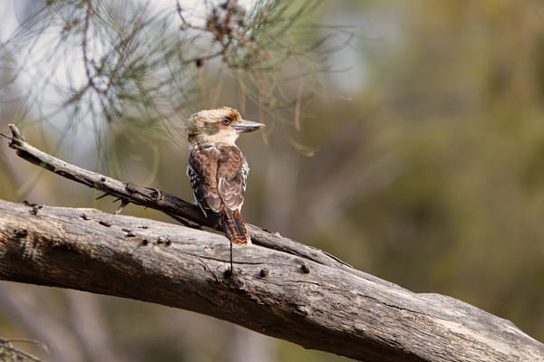Kaa-kaa or Laughing Kookaburra by Paul Amyes on 500px.com