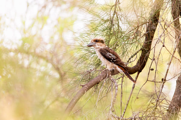 Kaa-kaa or Laughing Kookaburra by Paul Amyes on 500px.com