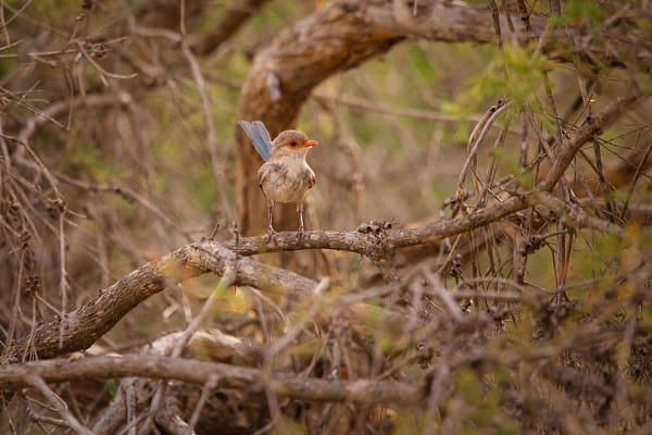 Djer-djer by Paul Amyes on 500px.com