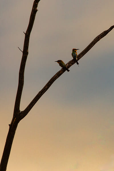 Birin-birin by Paul Amyes on 500px.com