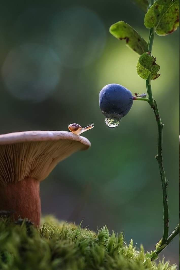 Close-up of snail on mushroom