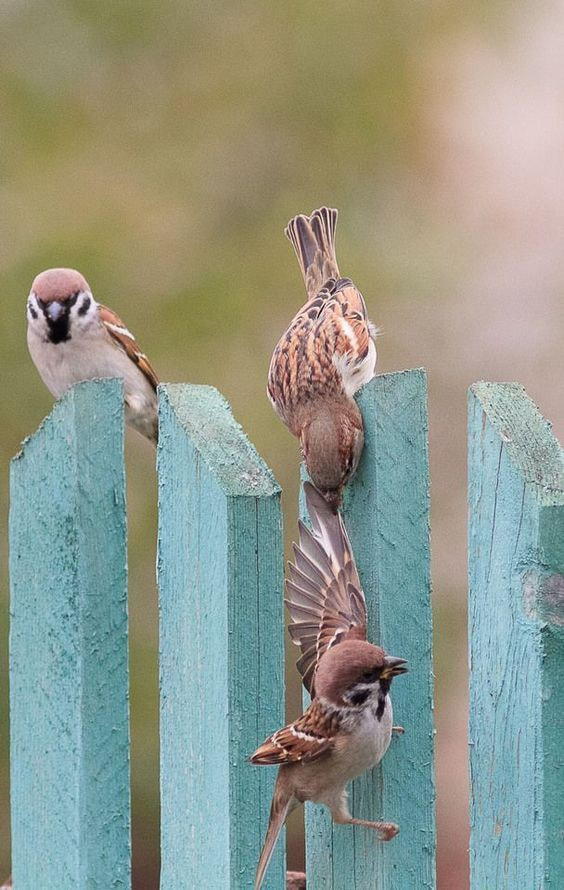 bird friends