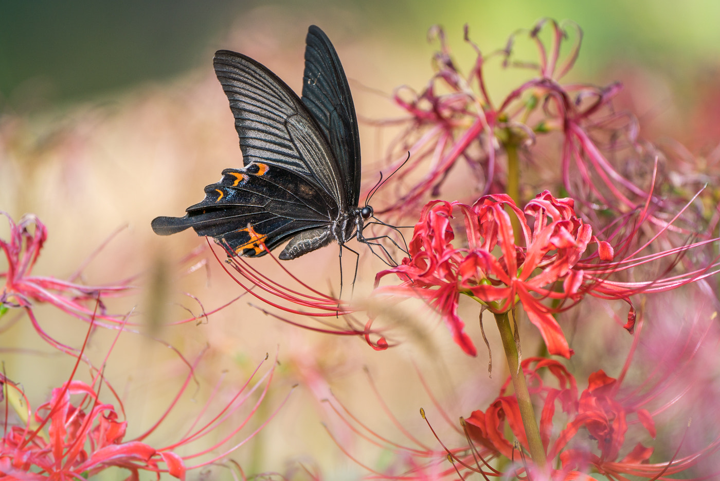 Black Butterfly on Red Spider Lily Flowers | nature photo by lzh