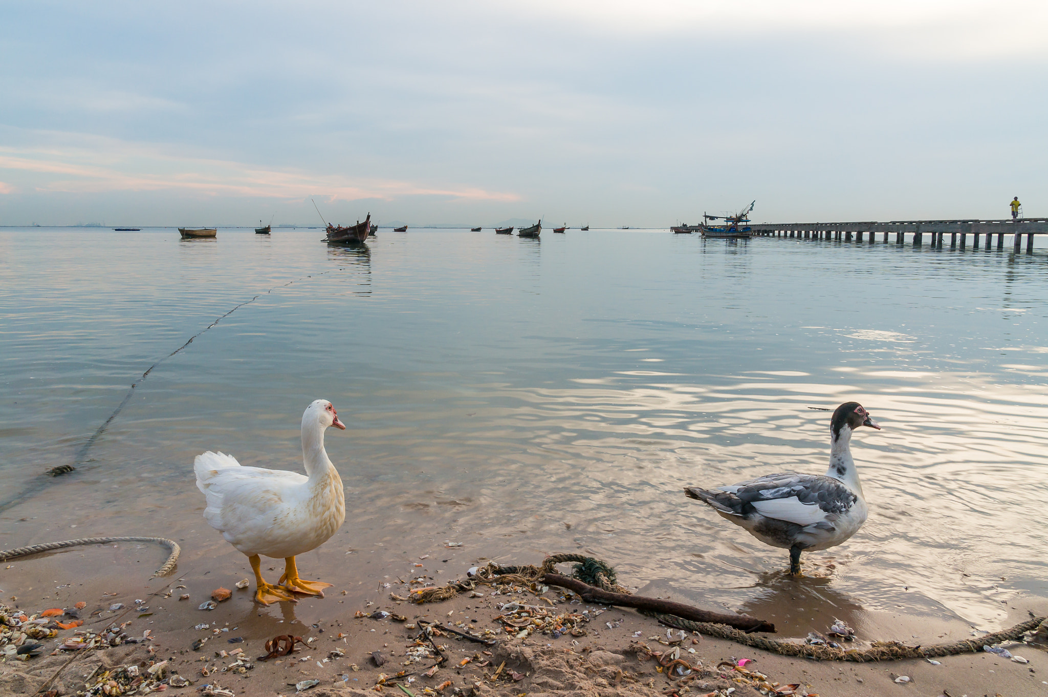 Sony Alpha NEX-6 sample photo. Duck at the beach. photography