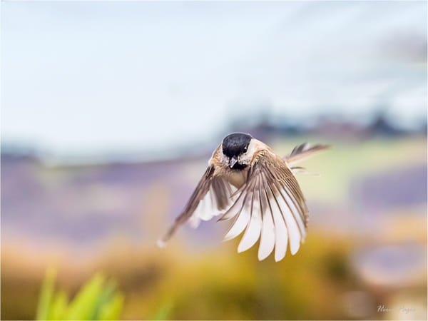 Small Bird in Flight with Wings Spread | nature photo by Hervé Pagès ...