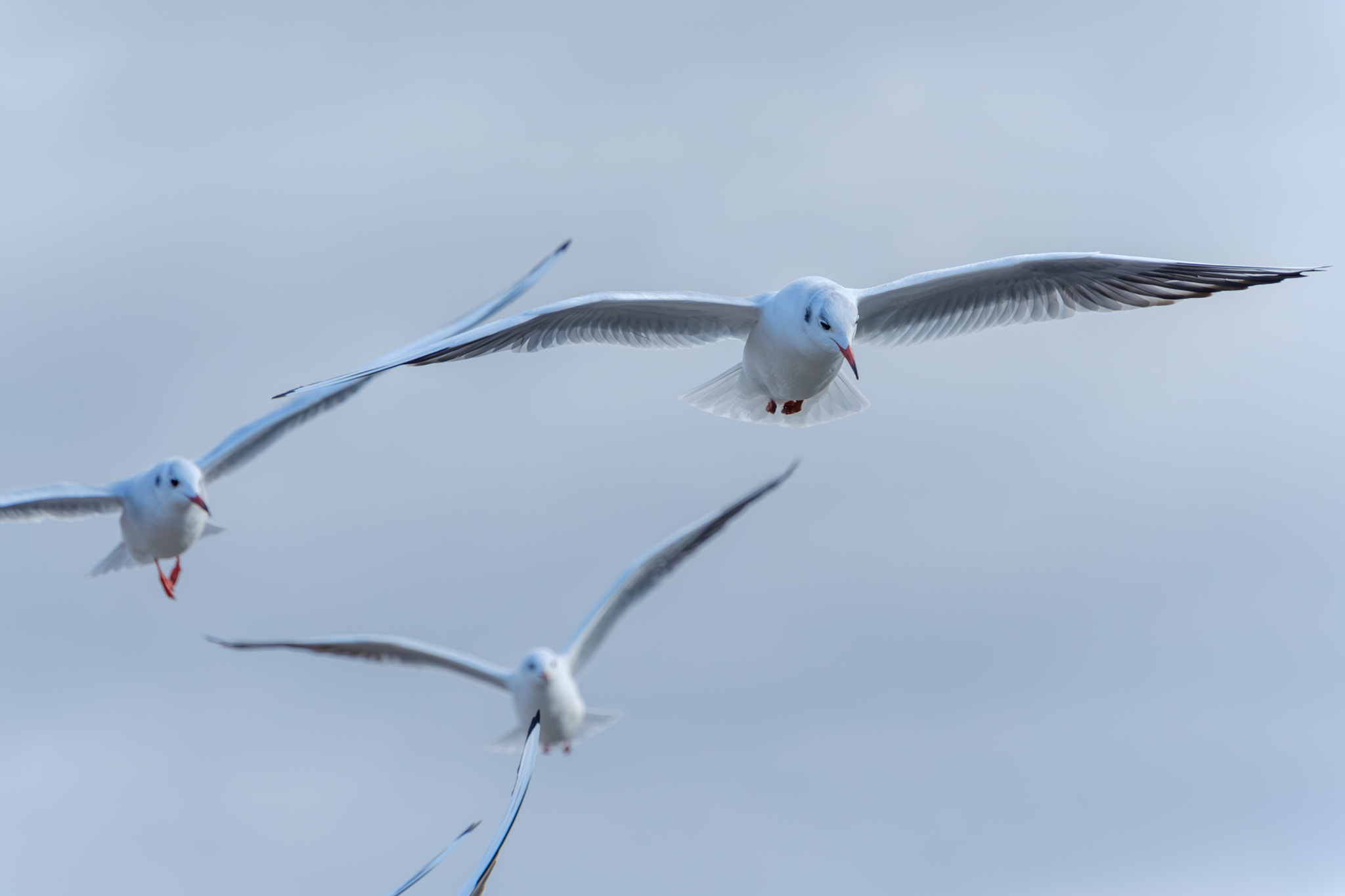 Graceful Flight of Black-headed Gulls