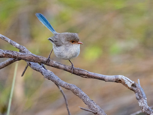 Djer-djer by Paul Amyes on 500px.com