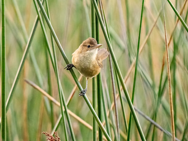 Koordji-koordji by Paul Amyes on 500px.com