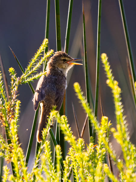 Koordji-koordji by Paul Amyes on 500px.com