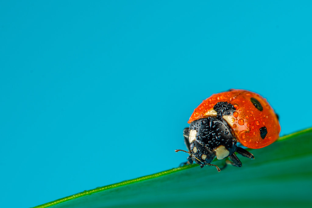 Ladybird by Daniel Mold on 500px.com