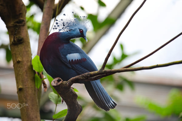 Victoria Crowned Pigeon by Mike Tomale on 500px.com