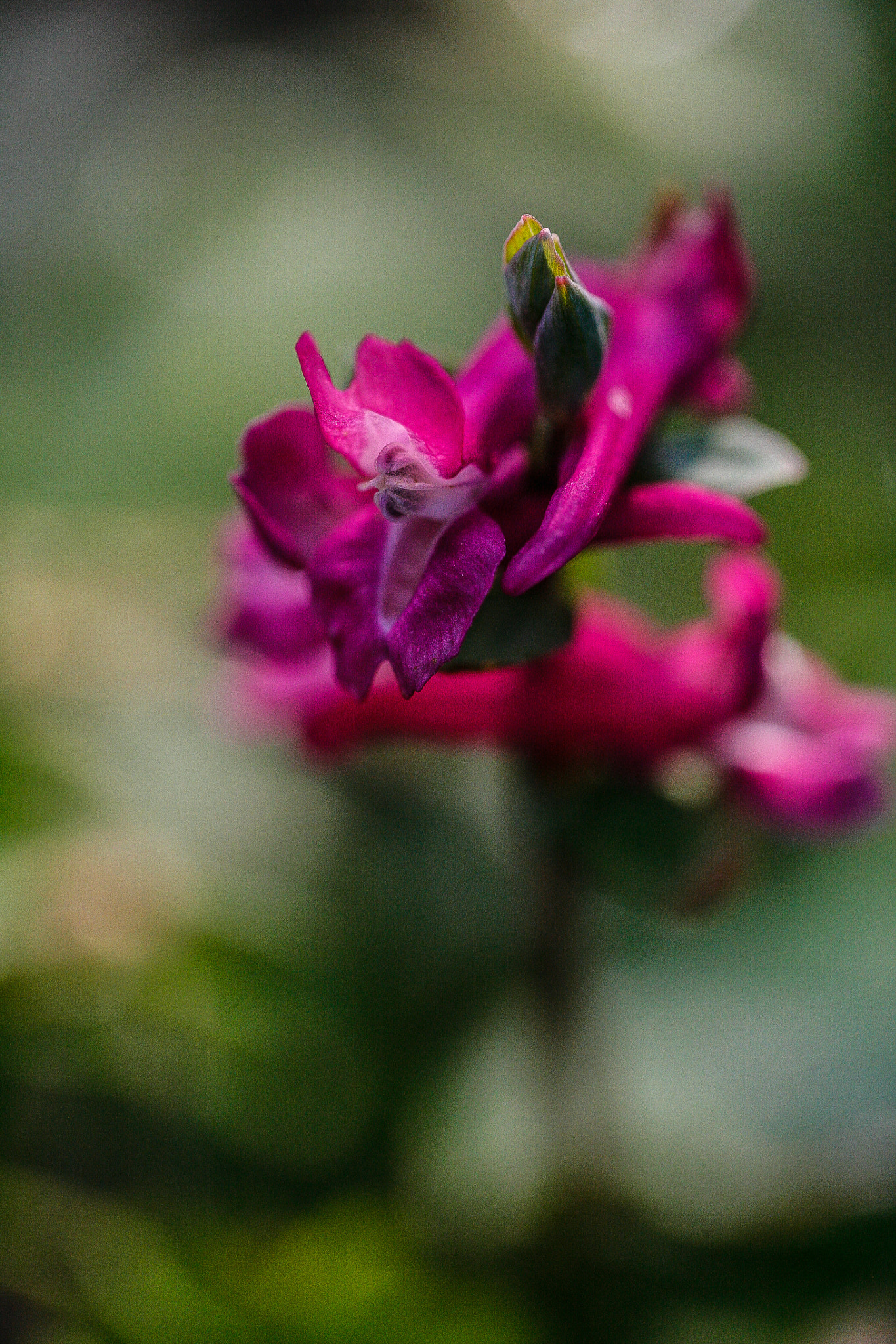 Canon EOS 5D + Canon EF 100mm F2.8L Macro IS USM sample photo. Orchidee sauvage photography