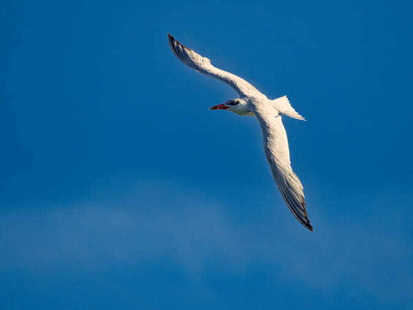 Karrynekarryne by Paul Amyes on 500px.com