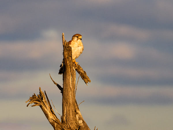 Mardiyet by Paul Amyes on 500px.com