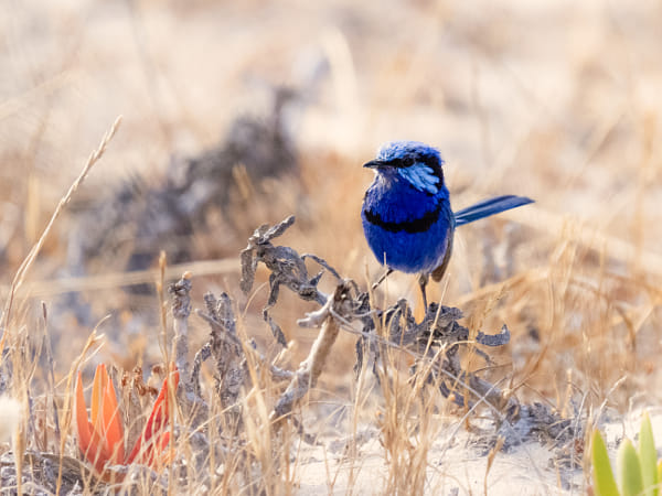 Djer-djer by Paul Amyes on 500px.com