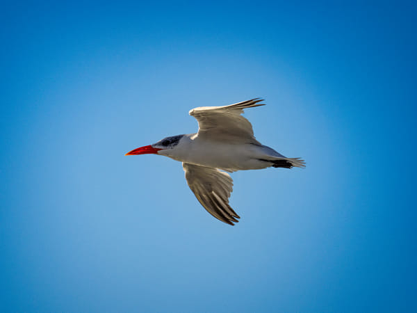 Karrynekarryne by Paul Amyes on 500px.com