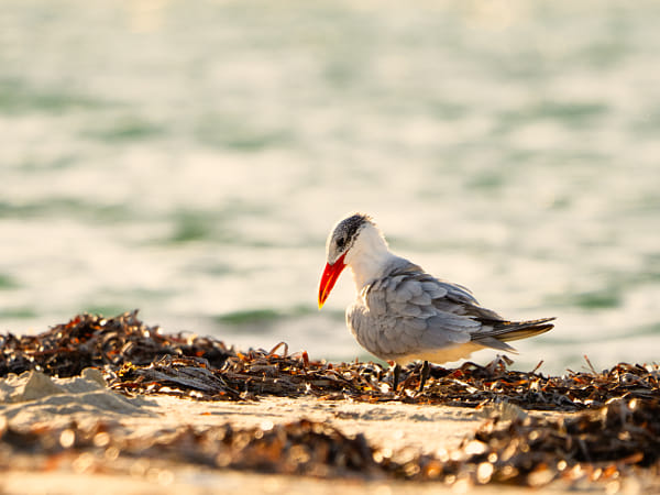 Karrynekarryne by Paul Amyes on 500px.com