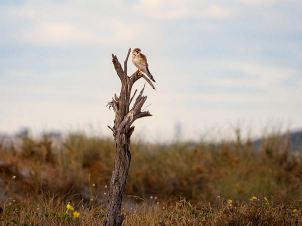 Mardiyet by Paul Amyes on 500px.com